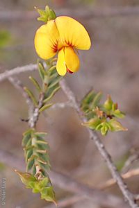 Eutaxia diffusa X E. microphylla, PJL 3192, 3.7 km E Callington, MU, 24 Aug 2017, by P.J. Lang, flower, P8300025